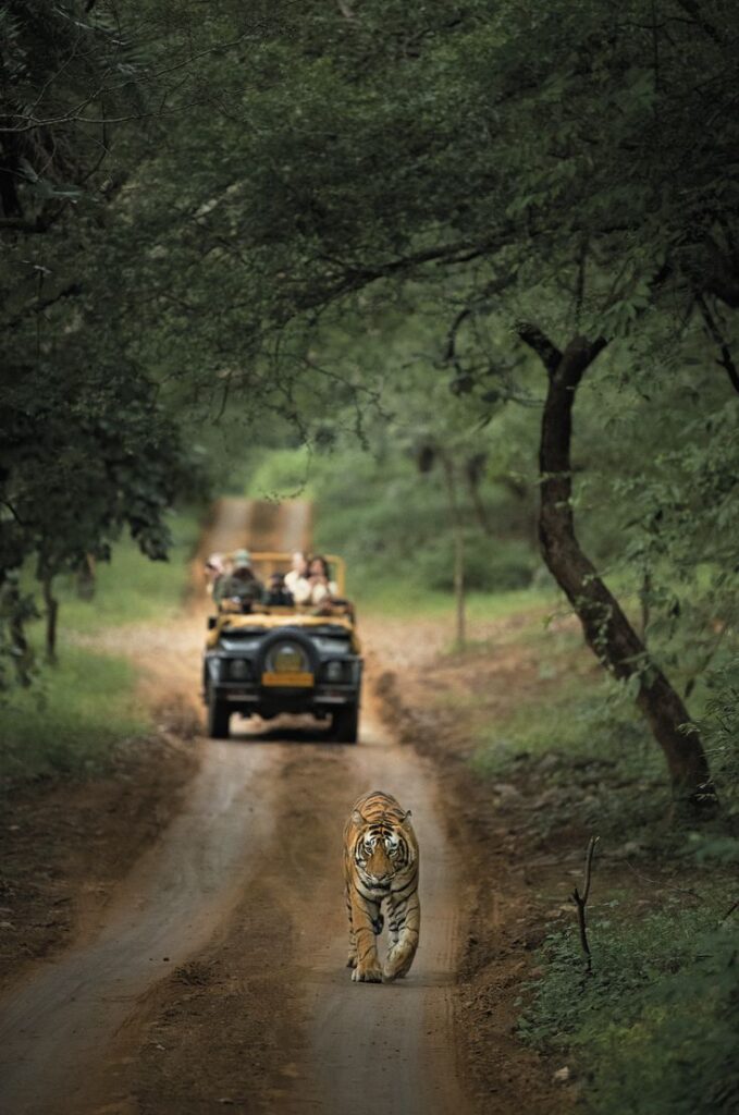 Jungle Safari